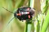 Eurydema oleracea